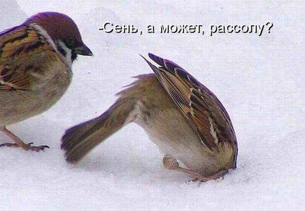 Забавности с надписями