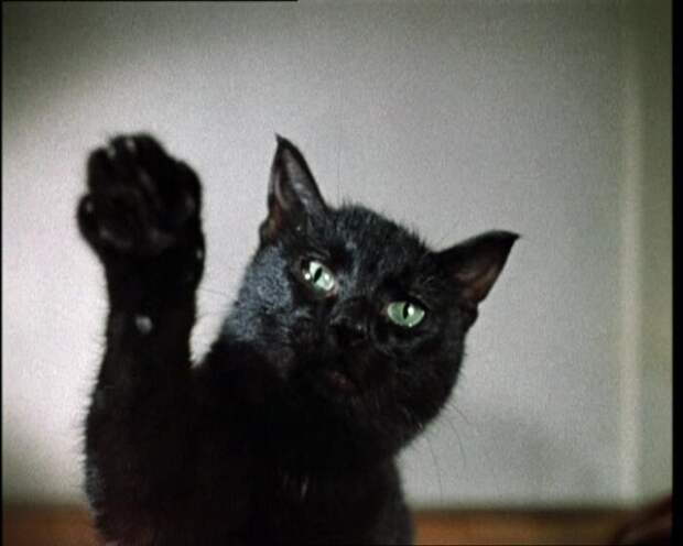 Черные коты Гайдая животные, кино, это интересно