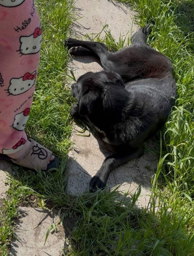 Собаку забрала неравнодушная девушка