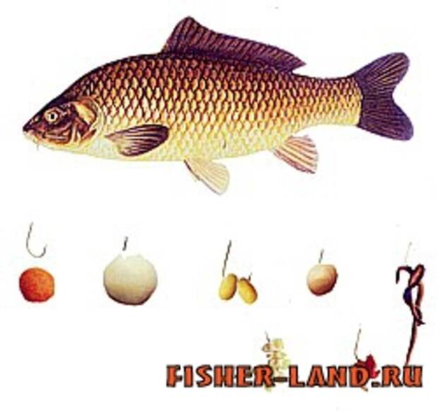 Таблица нереста рыбы. Таблица клева рыбы по месяцам на 2022 год. Клёв плотвы зимой на попловок. На что лучше ловится рыба. Хорошего клева.