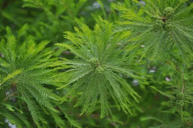 Таксодий двурядный (taxodium distichum)