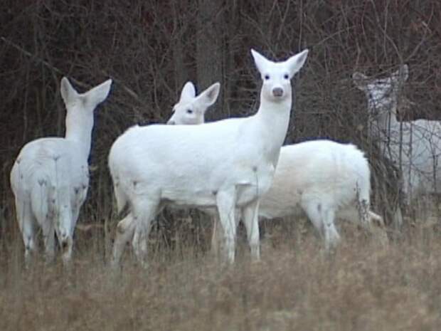 10 фото, на которых запечатлены редкие моменты