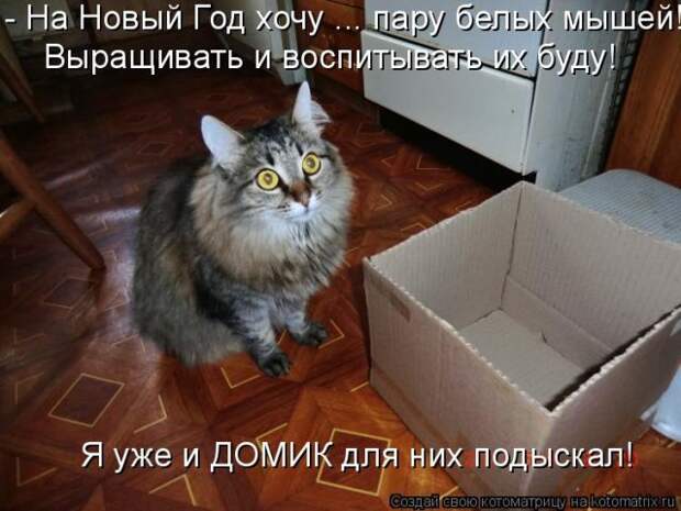 Лучшие котоматрицы недели (50 фото)