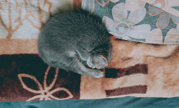 кошки