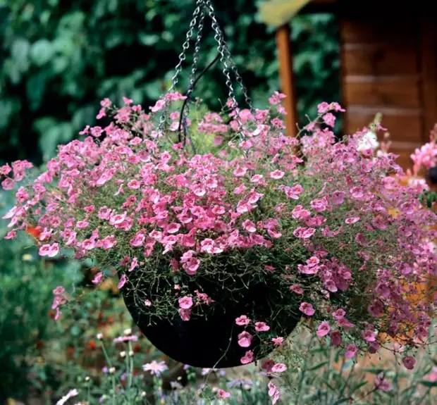 Посадите диасцию в саду и не пожалеете