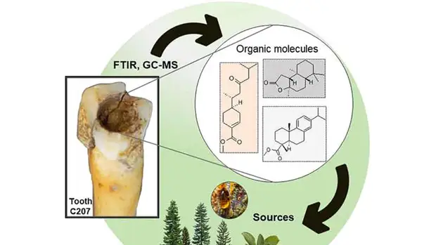 Археологи выяснили, что древние майя пломбировали зубы смолой и битумом