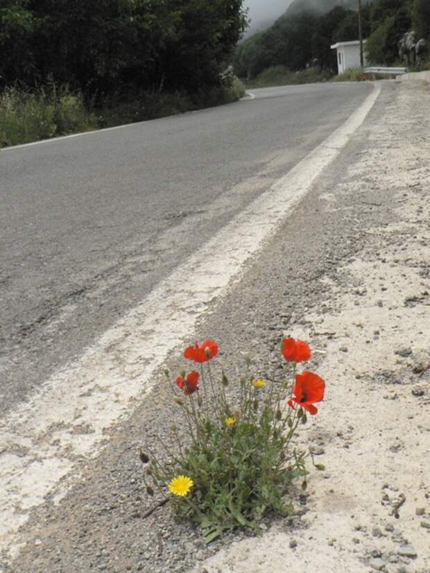 Цветы в асфальте фото