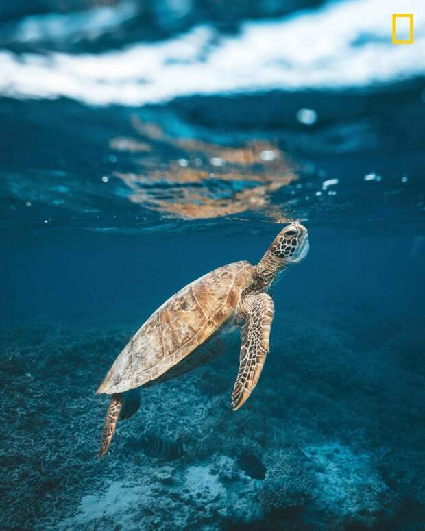 Морская черепаха всплывает, чтобы набрать воздуха неподалеку от острова Херон, южная часть Большого Барьерного рифа (Фото: Джеймс Водичка) national geographic, животные, конкурс, конкурсант, путешествие, фотография, фотомир