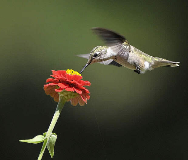 Ruby-Throated Hummingbird