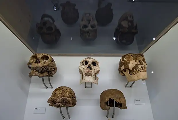 «Они спасают гены следующих поколений». Когда в истории появились первые бабушки и как они не дали человечеству погибнуть?