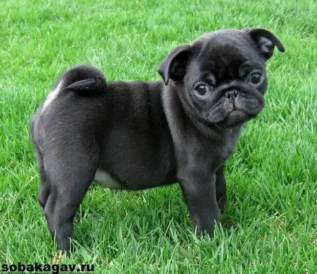 Мопс собака. Описание, особенности, уход и цена мопса