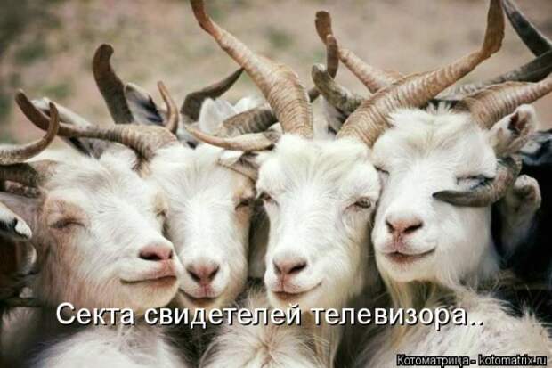Лучшие котоматрицы недели (50 фото)