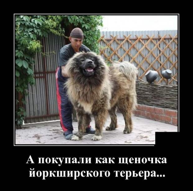 Демотиваторы (20 фото)