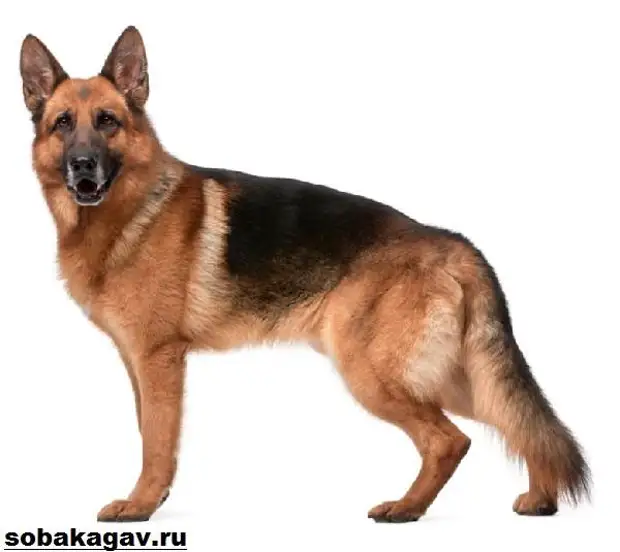 Немецкая овчарка собака. Описание, особенности, уход и цена немецкой овчарки