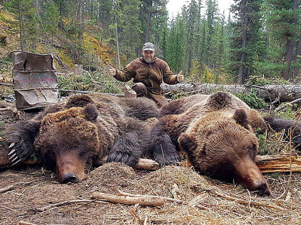 Обилие крупных медведей характерно для горно-таежных зон Хакасии. Фото автора. 