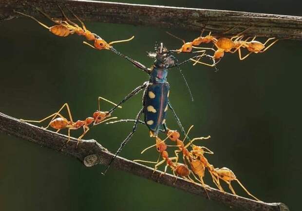 16. Четвертование по-муравьиному в мире, животные, красота, природа, удивительно, фото