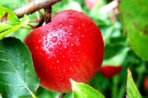 Оздоровление яблони осенью раствором мочевины: уничтожаем вредителей и повышаем зимостойкость  0