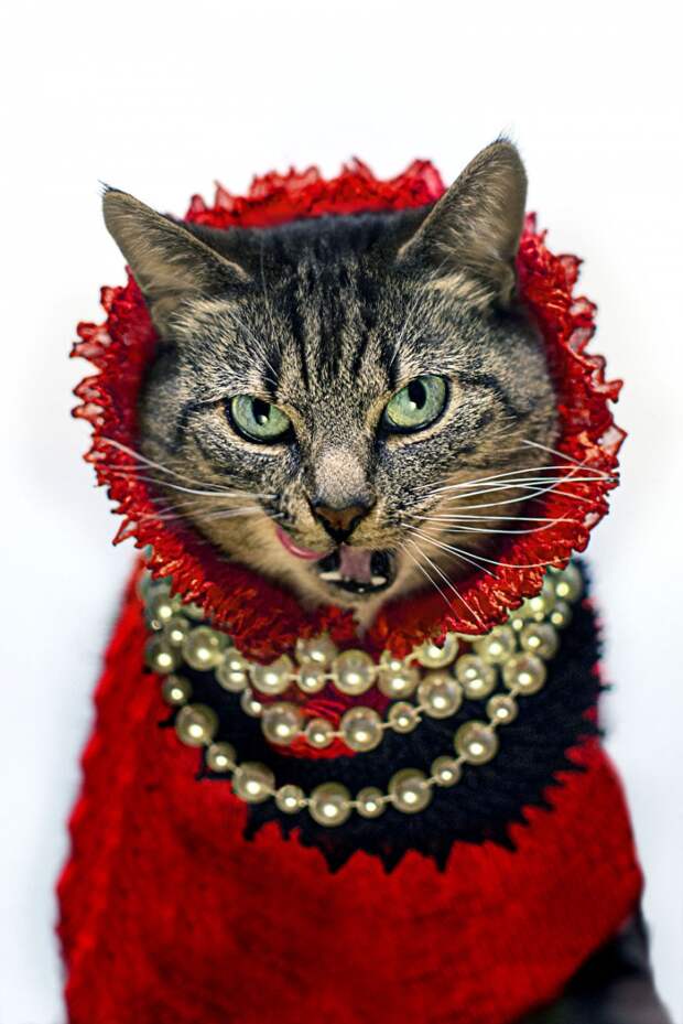 Пушистая модница кошка, модница, фото