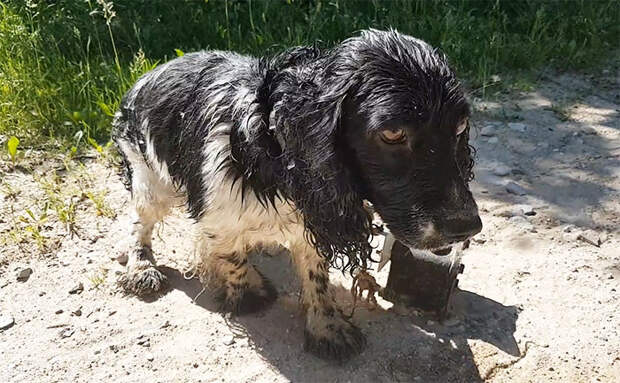 http://goodnewsanimal.ru/_nw/70/24773290.jpg