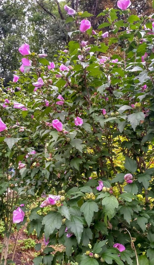 Древовидная мальва, она же садовый гибискус