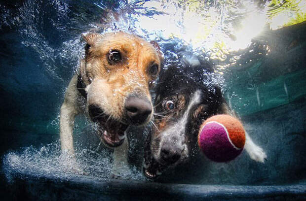 Собаки под водой («Science-Photo»)