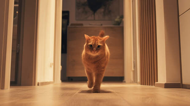 Кошкам все равно: ученые доказали эмоциональную независимость питомцев