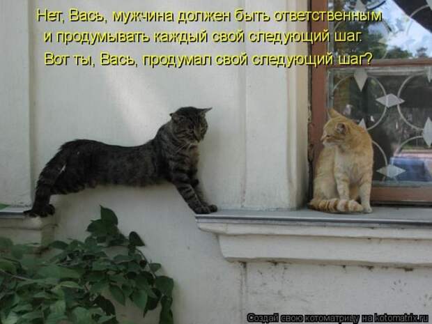 Лучшие котоматрицы недели