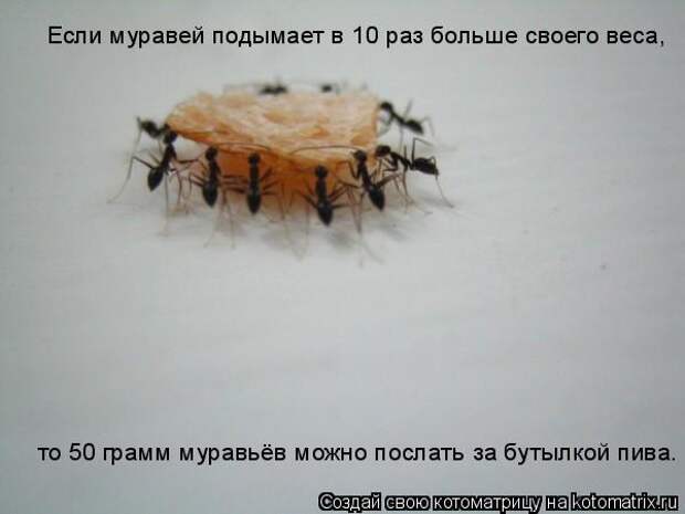 Котоматрица - Если муравей подымает в 10 раз больше своего веса,  то 50 грамм муравь