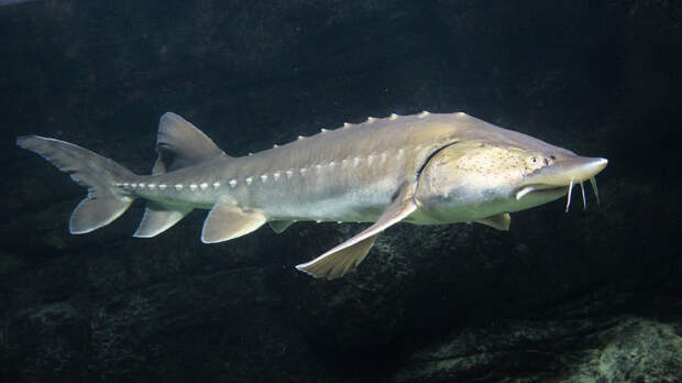 Юрист Русяев: за ловлю белуги и калуги может грозить уголовное наказание