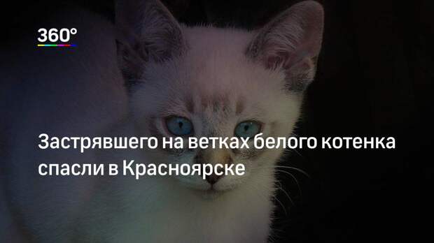 Застрявшего на ветках белого котенка спасли в Красноярске