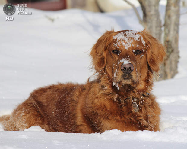 Снег — собачье счастье. (Tom Landretti)