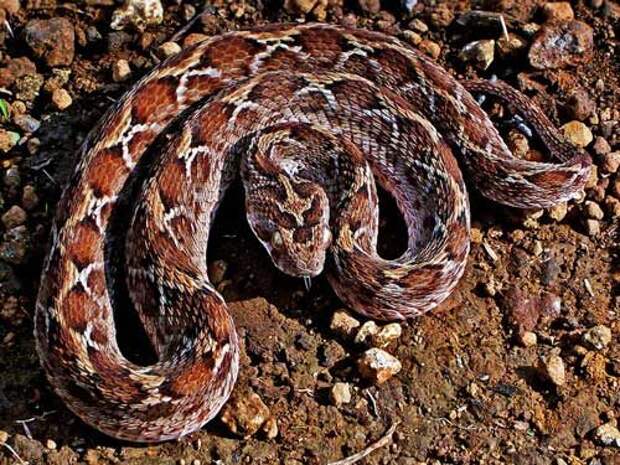 Какая змея самая ядовитая на Земле — фото и описание опаснейших змей планеты