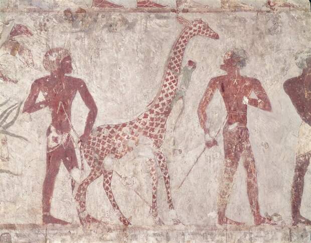 Картина, изображающая пленного жирафа из гробницы Рехмира, жил при фараонах Тутмосе III и Аменхотепе II.