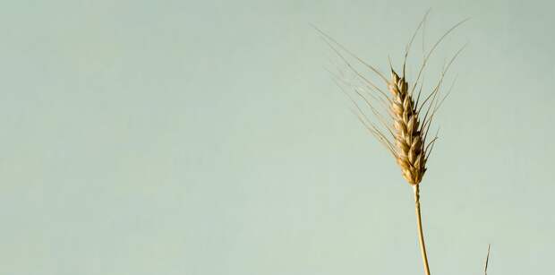Как глютенофобия охватила мир, очернила пшеницу и заставила нас платить