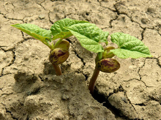 Обработка растения АБК повышает его устойчивость к неблагоприятным условиям
