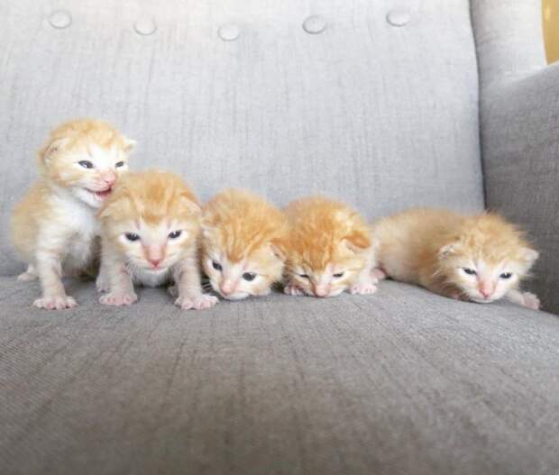 Пять слепых рыжих комочков плакали в холодном гараже история, история спасения, коты, котята, кошки, помощь животным, спасение животных
