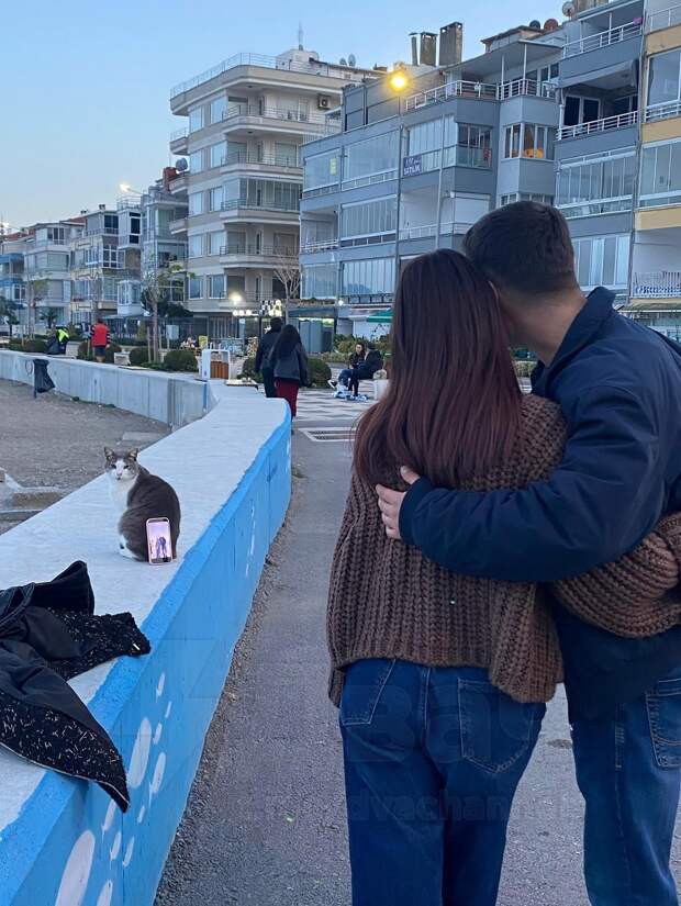 Обстановка в Стамбуле: там кота использовали как подставку для телефона