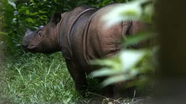 В Малайзии умер последний в стране самец суматранского носорога