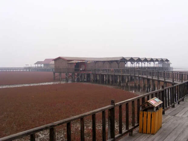Красный пляж в Китае Красный пляж в Китае
