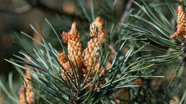 Врач Усачёва: аллергии на хвою не бывает