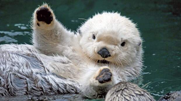 white-otter-says-hi-big-934x