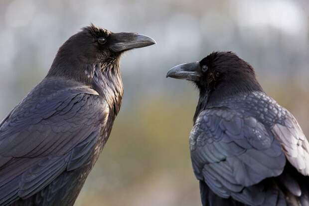 Как умные вороны меняют наше понимание интеллекта ворона, интеллекта, интересно, удивительно, факт