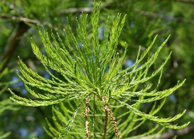 Таксодий черепитчатый (taxodium ascendens)