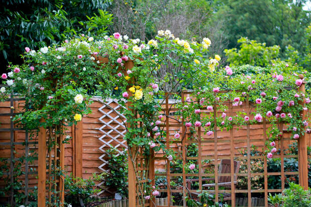 Roses!
