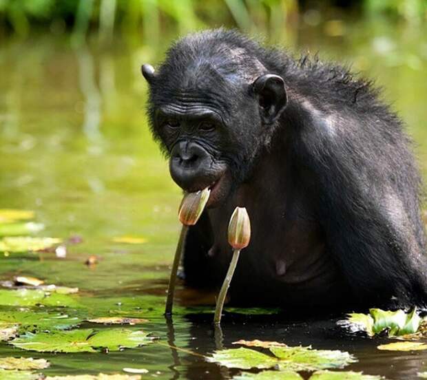 Фотография: Впечатляющие работы фотографа дикой природы Андрея Гудкова №47 - BigPicture.ru