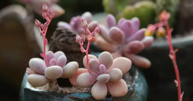 9 красивых растений для подоконников на восточной стороне