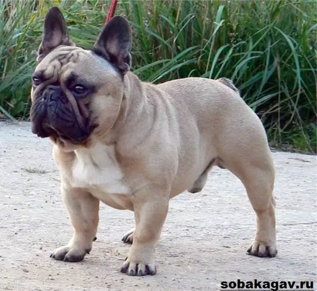 Французский бульдог собака. Описание, особенности, уход и цена французского бульдога