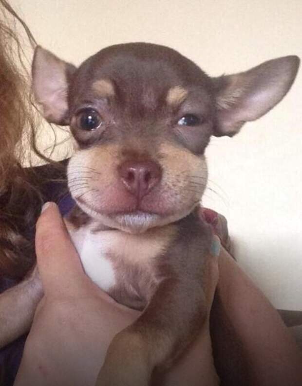 Когда эта собака попыталась съесть пчела.