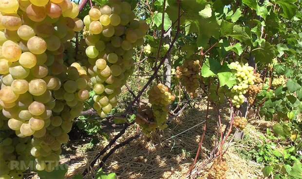 Умный виноградник: как правильно посадить виноград