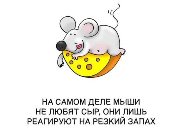 Интересные короткие факты на все случаи жизни